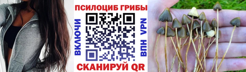 Псилоцибиновые грибы Magic Shrooms  купить   Темников 